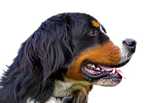 Berner Sennenhund