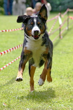 Berner Sennenhund