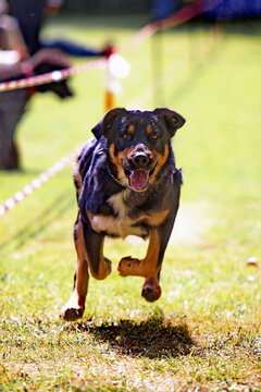 Berner Sennenhund bei einem Hundrennen