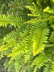 Green fern fronds close-up © MISSY