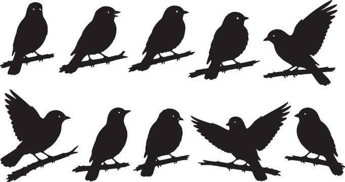 Vector graphic collection of black bird silhouettes perched on branches in various dynamic poses and angles