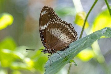 close-up of female great Eggfly Butterfly (Hypolimnas bolina) resting on a green leaf with closed wings in a tropical garden © mschauer