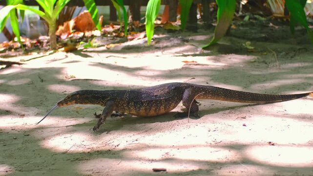 A monitor lizard walks on the sand between the trees. A giant lizard strolls along the sandy beach of Komodo National Park in Indonesia. Komodo dragon Varanus komodoensis.