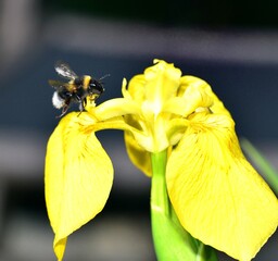 white tailed bee landing on a flower in search of pollen © drewrawcliffe