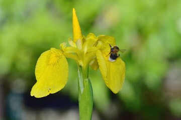 white tailed bee landing on a flower in search of pollen © drewrawcliffe
