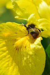 white tailed bee collectingf pollen © drewrawcliffe