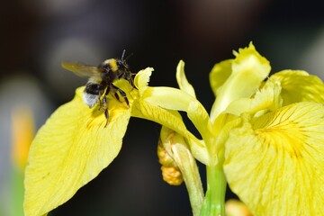 white tailed bee landing on a flower in search of pollen © drewrawcliffe