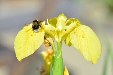 white tailed bee landing on a flower in search of pollen © drewrawcliffe