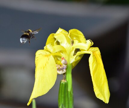 white tailed bee flying on a flower in search of pollen