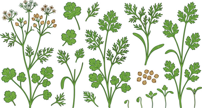 Fresh coriander plant with seeds and flowers vector outline set. Cartoon botanical collection of cilantro branches, leaves, white blossoms and organic spice grains isolated on white background