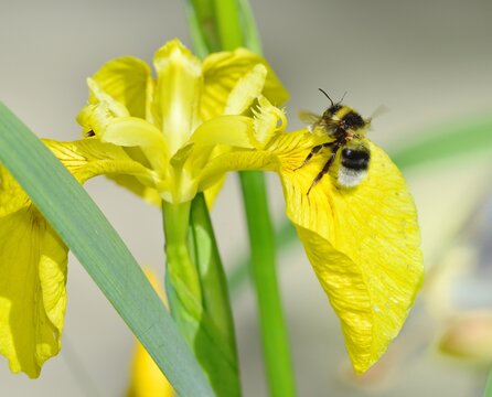 white tailed bee landing on a flower in search of pollen