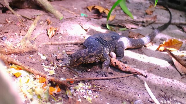 The monitor lizard sits and eats under the trees and sticks out its tongue. A giant lizard walks along the sandy beach of Komodo National Park in Indonesia. Komodo dragon Varanus komodoensis.