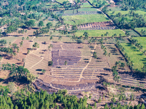 Aerial view of terraced agricultural fields with palm trees and dirt paths in the rural landscape of Ngajum, East Java, Indonesia.