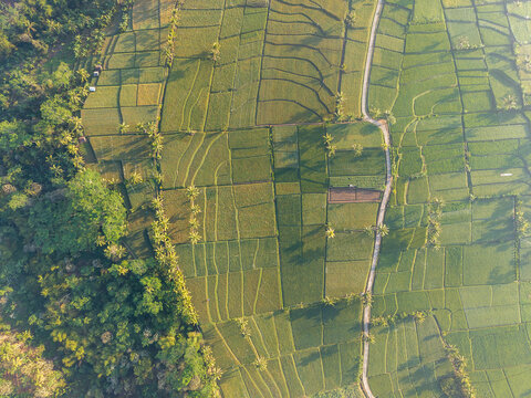 Aerial view of lush green rice terraces featuring geometric field patterns, palm trees, and a winding rural road in Ngajum, East Java, Indonesia.