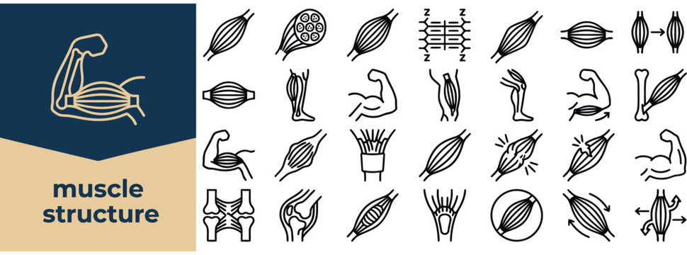 Muscle anatomy and movement outline icon set. Featuring muscle fibers, biceps, tendon, knee, and bone symbols. Vector icons for anatomy education and muscle function diagrams.