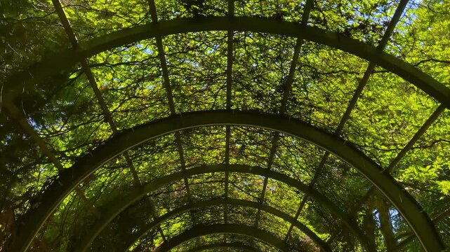 Steadicam camera moving forward through oval metal tunnel covered with green climbing plants. Sunlight shining through leaves with sun lens flare and light rays in park in Eskisehir, Turkey