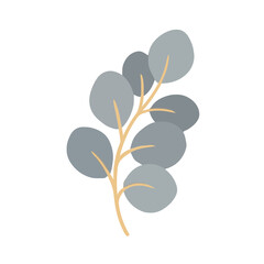 Eucalyptus branch with grey leaves © inne