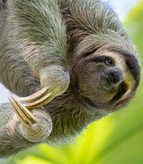 Close-up portrait of a Brown-throated Three-toed Sloth (Bradypus variegatus) hanging upside down in Costa Rica © Andres Espinoza 