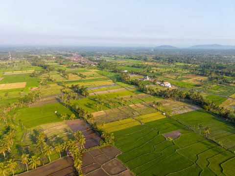Aerial view of lush green rice terraces and palm trees in the rural landscape of Candipuro, East Java, Indonesia.
