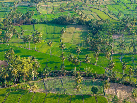 Aerial view of lush green rice paddies and palm trees in the agricultural landscape of Candipuro, East Java, Indonesia.