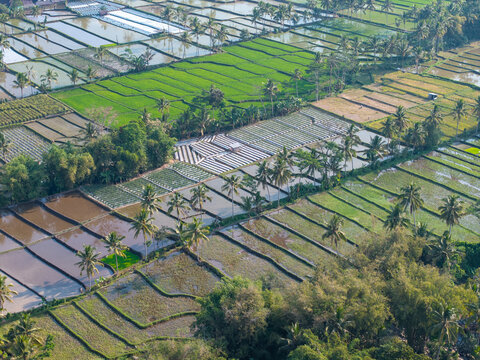 Aerial view of lush green rice terraces and palm trees in the agricultural landscape of Candipuro, East Java, Indonesia.