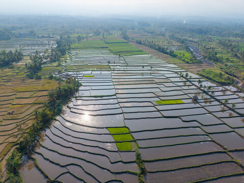 Aerial view of lush green rice terraces reflecting the sunlight in the flooded paddies with surrounding palm trees and rural landscape in Candipuro, East Java, Indonesia.