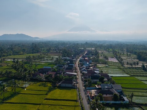 Aerial view of the village of Candipuro surrounded by lush green rice paddies and palm trees with a large volcano in the background in Candipuro, East Java, Indonesia.