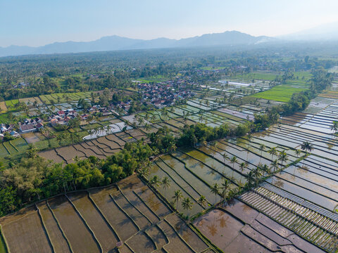 Aerial view of the lush rice paddies and village of Candipuro surrounded by palm trees and distant mountains in Candipuro, East Java, Indonesia.