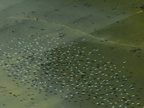 Aerial view of a large flock of birds flying over the wetlands in Miqdadiyah, Diyala Governorate, Iraq.