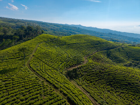 Aerial view of Kebun Teh Kertowono tea plantation with rolling green hills, winding dirt paths, and scattered trees under a clear blue sky in Kecamatan Gucialit, Jawa Timur, Indonesia.