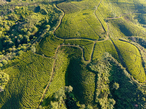 Aerial view of the lush green tea plantations of Kebun Teh Kertowono Gucialit Lumajang with rolling hills and winding paths in Kecamatan Gucialit, Jawa Timur, Indonesia.