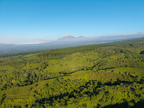 Aerial view of the lush green Kebun Teh Kertowono tea plantation with rolling hills and a distant volcano under a clear blue sky in Kecamatan Gucialit, Jawa Timur, Indonesia.