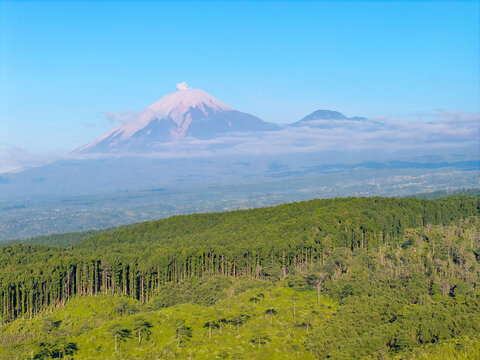 Aerial view of Kebun Teh Kertowono Gucialit tea plantation with lush green rows of tea bushes, set against the backdrop of a majestic smoking volcano, Kecamatan Gucialit, Jawa Timur, Indonesia.