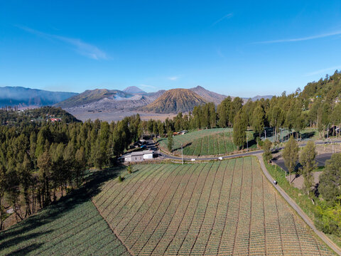 Aerial view of Cemoro Lawang village with terraced vegetable fields, pine forests, and the volcanic landscape of Mount Bromo in Kecamatan Sukapura, Jawa Timur, Indonesia.