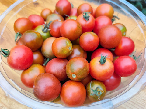 Tomato plants growing in rows on a vegetable garden bed with ripe and unripe tomatoes, soil and wooden supports in natural outdoor conditions.
