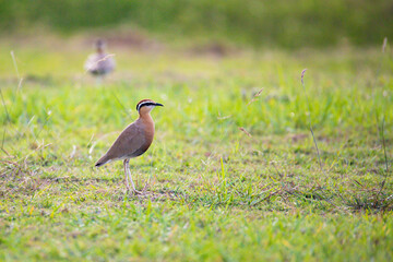 Obraz premium Indian Courser Standing in Meadow – Cursorius coromandelicus in Natural Grassland Habitat. An Indian Courser standing in a natural meadow habitat. 