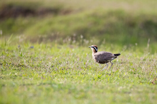 Indian Courser Standing in Meadow &ndash; Cursorius coromandelicus in Natural Grassland Habitat. An Indian Courser standing in a natural meadow habitat. 