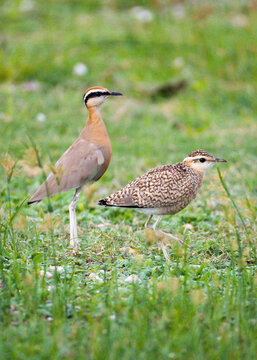 An adult Indian Courser (Cursorius coromandelicus) and a juvenile standing together while foraging in a natural meadow during the morning. The ground-dwelling birds are captured searching for food.