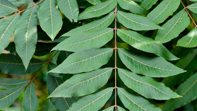 A close-up shot of vibrant green pinnately compound leaves of a pecan tree (Carya illinoinensis).