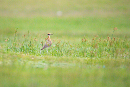 Indian Courser Standing in Meadow &ndash; Cursorius coromandelicus in Natural Grassland Habitat. An Indian Courser standing in a natural meadow habitat. 