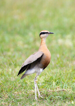 Indian Courser Standing in Meadow &ndash; Cursorius coromandelicus in Natural Grassland Habitat. An Indian Courser standing in a natural meadow habitat. 