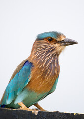 Fototapeta premium Stunning close-up shot of an Indian Roller sitting calmly in soft morning light. The vibrant bird displays its striking blue, turquoise, and brown plumage in sharp detail.
