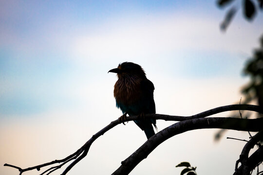 Elegant silhouette of an Indian Roller bird perched on a tree branch in soft early morning light. The bird&rsquo;s distinctive shape is outlined against a mild blue sky background.