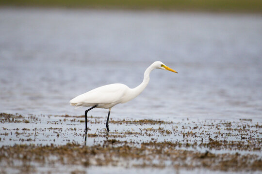 Captivating footage of an intermediate egret foraging along a quiet lakeshore in soft morning light. The elegant white bird stands at the water&rsquo;s edge, carefully scanning the shallows eagerly.