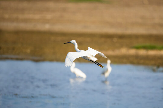 Beautiful photo of a little egret flying gracefully above a calm lake in soft morning light.The pure white bird soars with slow, elegant wingbeats, its long neck tucked and legs trailing as it glides.
