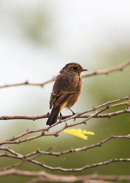 Female Pied Bushchat bird Perched on a Plant in Morning Daylight &ndash; Saxicola caprata.. A Pied Bushchat perched on a plant in natural morning daylight. 