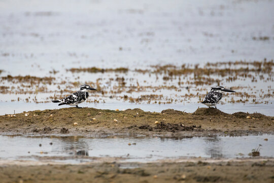 Pair of  pied kingfisher standing alert on a mud lump at the edge of a calm lake during soft morning light. The black-and-white birds faces sideways with its sharp beak visible in golden sunrise.