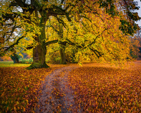 Old linden tree in Ernstbrunn castle garden. Colorul morning scene of Austrian botanical garden. Beauty of nature concept background.