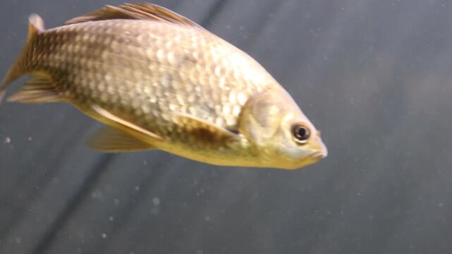 Golden carp swimming gracefully through clear water in a peaceful freshwater aquarium environment