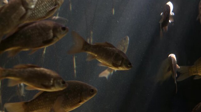 A school of golden carp swimming gracefully through dark murky water with aquatic plants